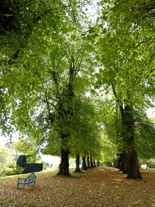 Thompson Tree Services Professional Tree Management and Consultancy