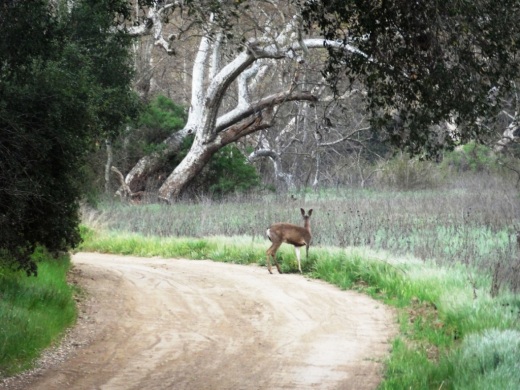 Wild Life in Sycamore Canyon