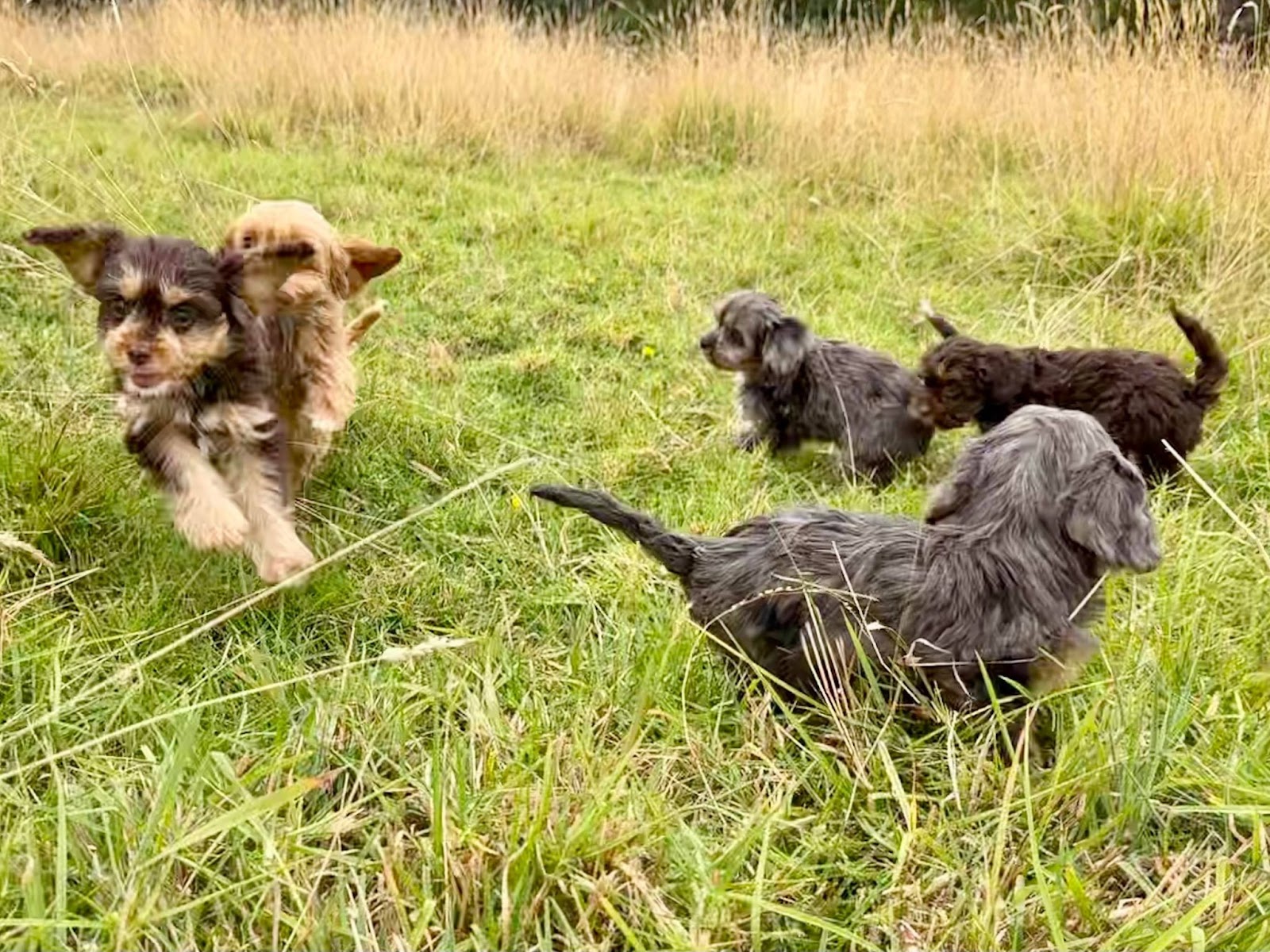 The Cavoodle Dog Breed Everything You Need to Know