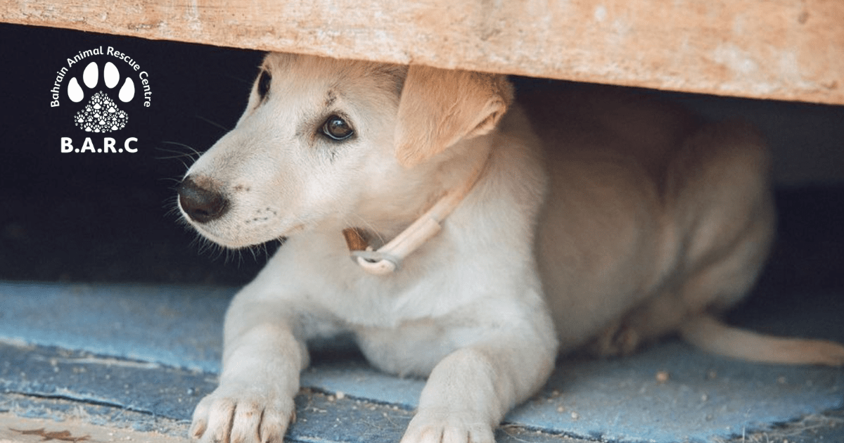 Bahrain Animal Rescue Centre