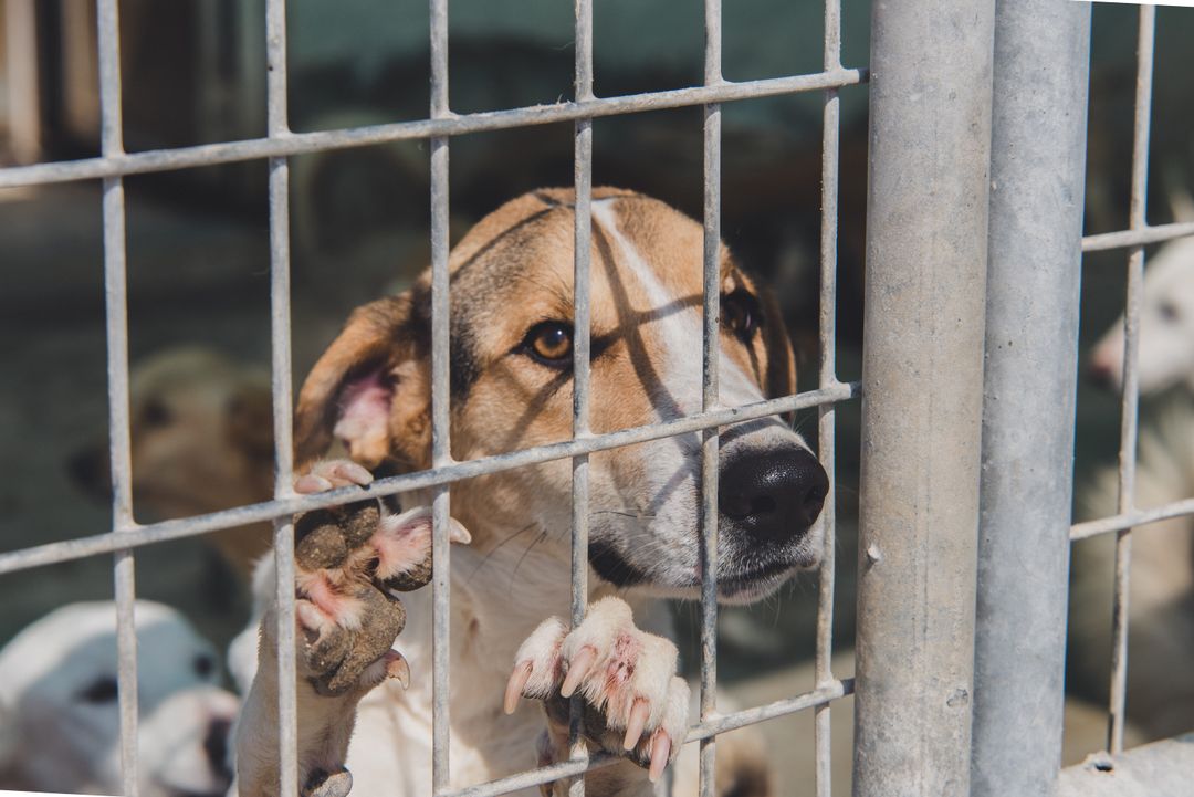 Adopt a Rescue Animal | BARC