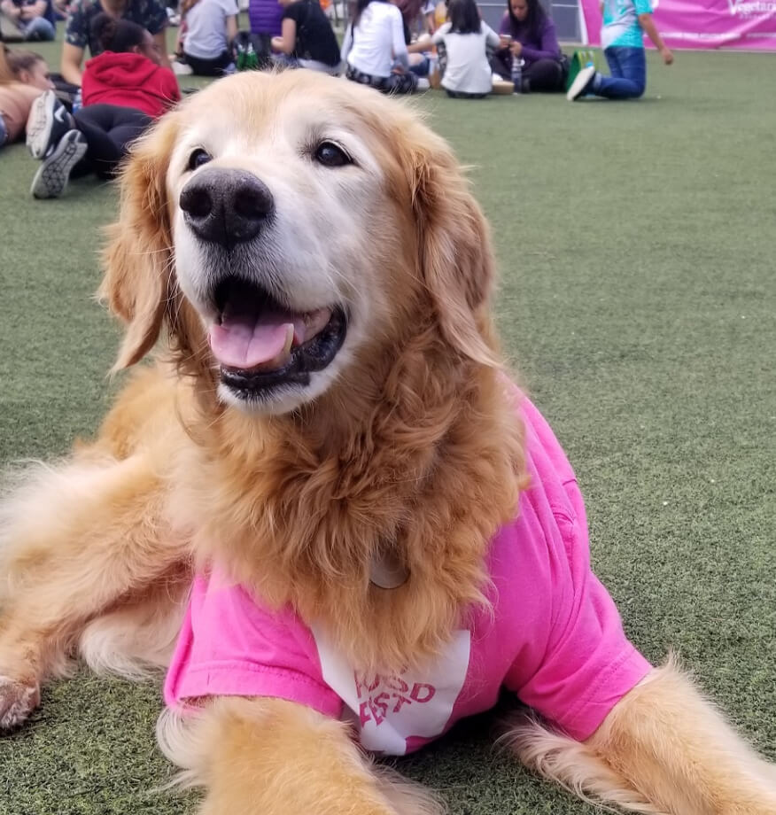 Golden retriever wearing a pink t-shirt at an event