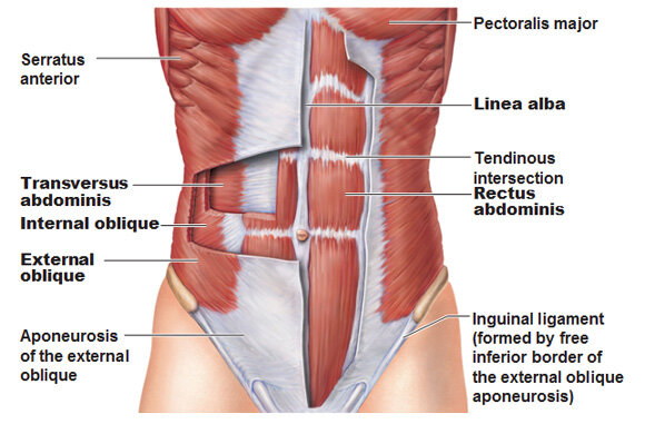 https://antranik.org/muscles-of-the-abdominal-wall/
