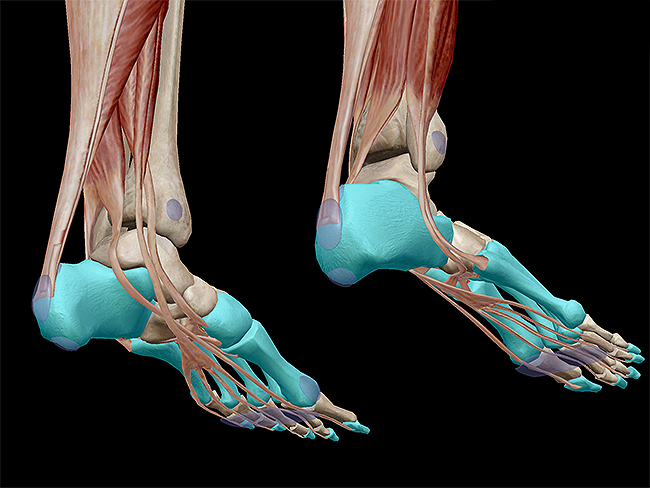 https://www.visiblebody.com/blog/learn-muscle-anatomy-muscles-of-plantarflexion