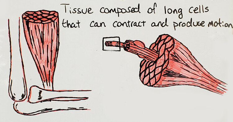 A Cross Sectional Image of the Biceps Brachii Muscle.