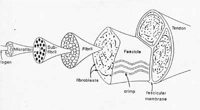 Tendon and Ligament Structure