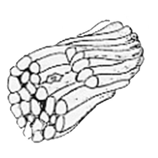 Linear Fiber Direction of a Tendon