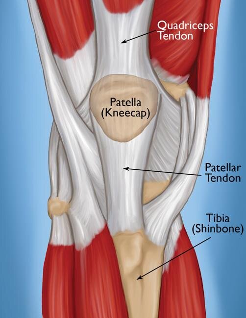 Knee Tendons.jpg