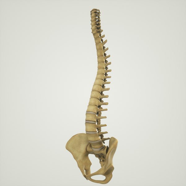 https://www.turbosquid.com/3d-models/3d-human-spine-pelvis-sacrum-model-1381175