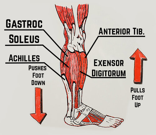Ankle Diagram.jpg