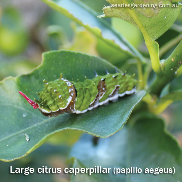 Searles Citrus pest and disease problems solutions to citrus problems