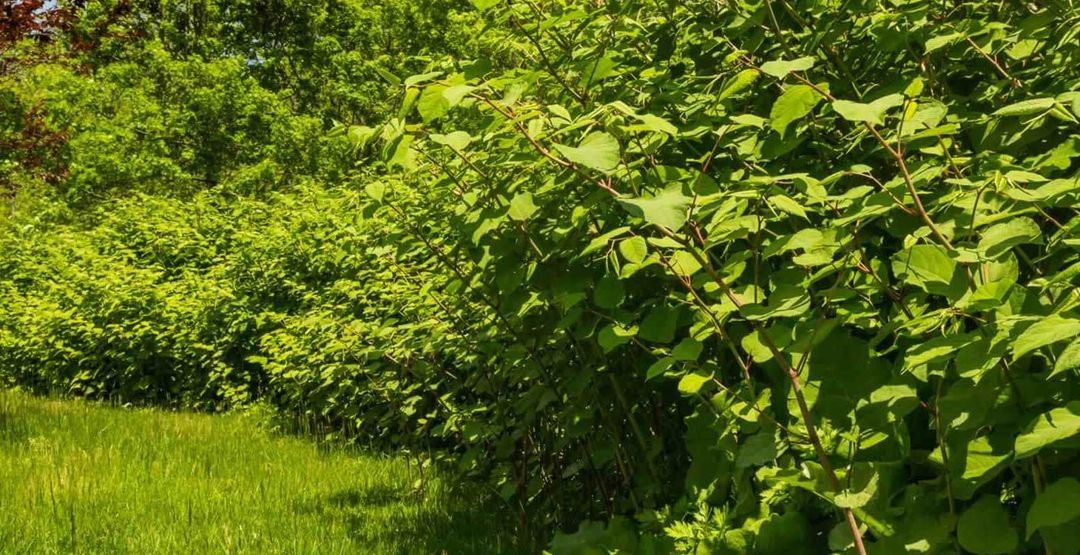 Bamboo Identification Identifying Invasive Bamboo Japanese Knotweed