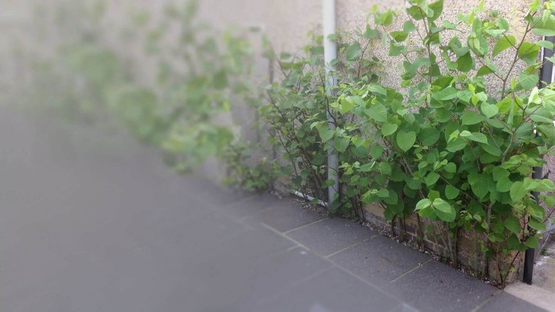 Japanese Knotweed Removal - Japanese Knotweed Specialists