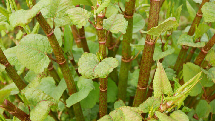 Japanese Knotweed Fallopia Japonica JKS Japanese Knotweed Fallopia Japonica JKS