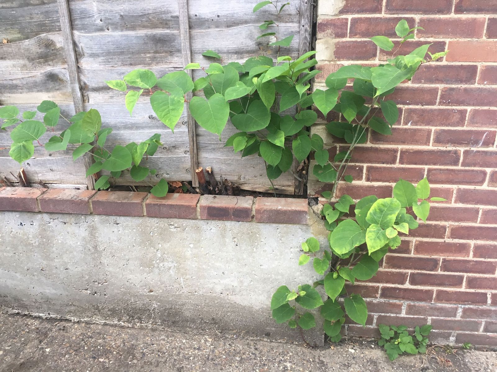How to Kill Japanese Knotweed Treatments & Misconceptions