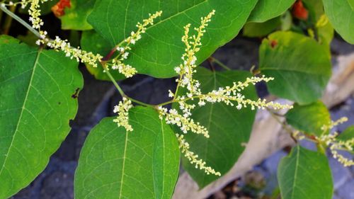 Japanese Knotweed Identification | How to Identify Japanese Knotweed