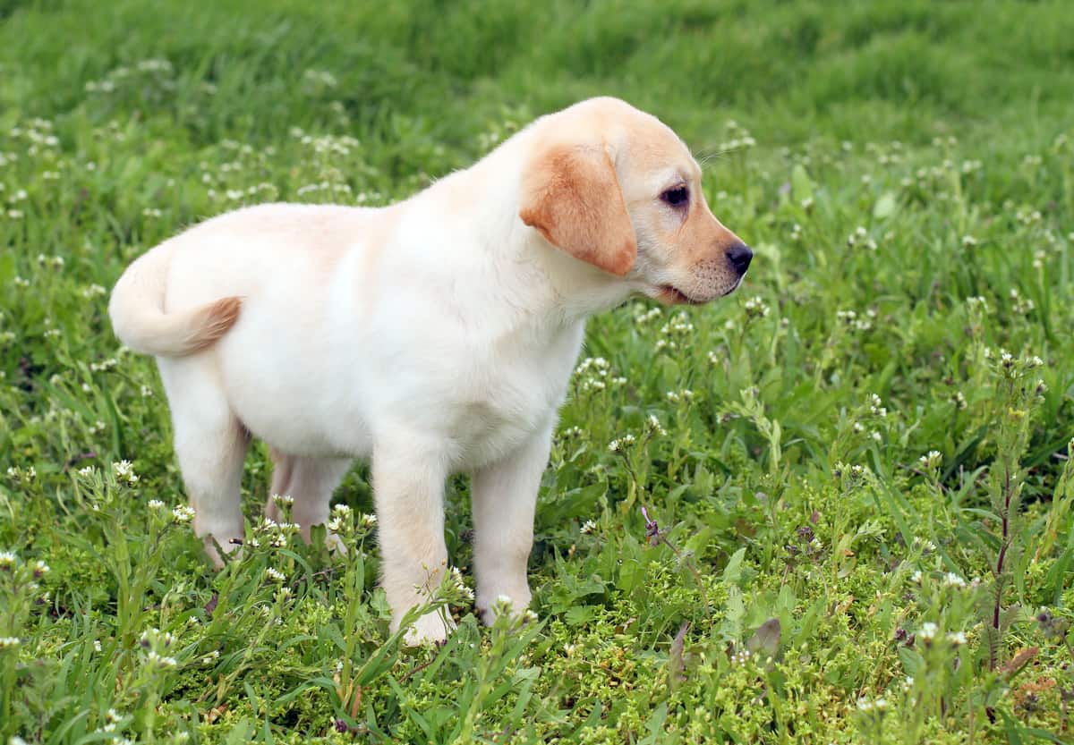 white labrador puppy