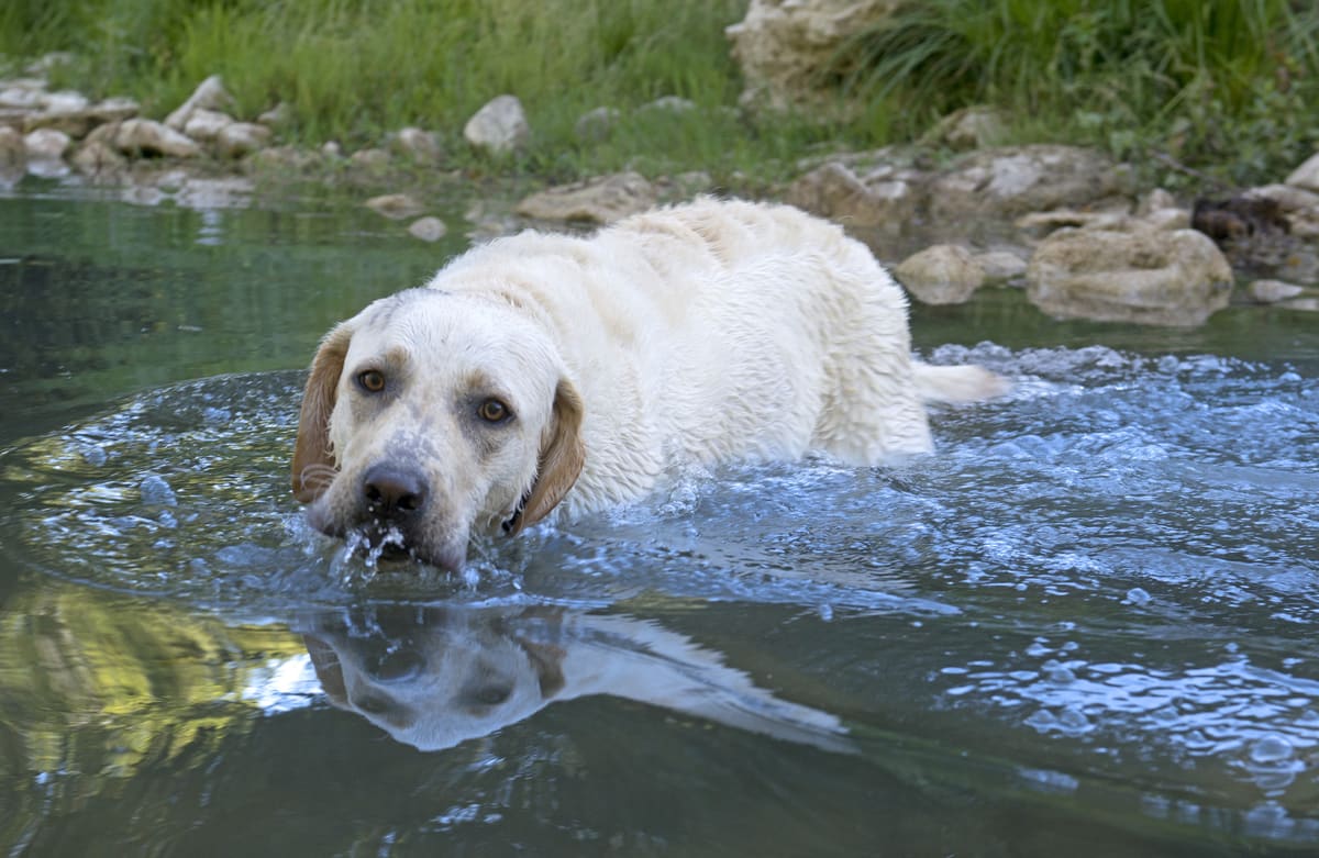 white labrador