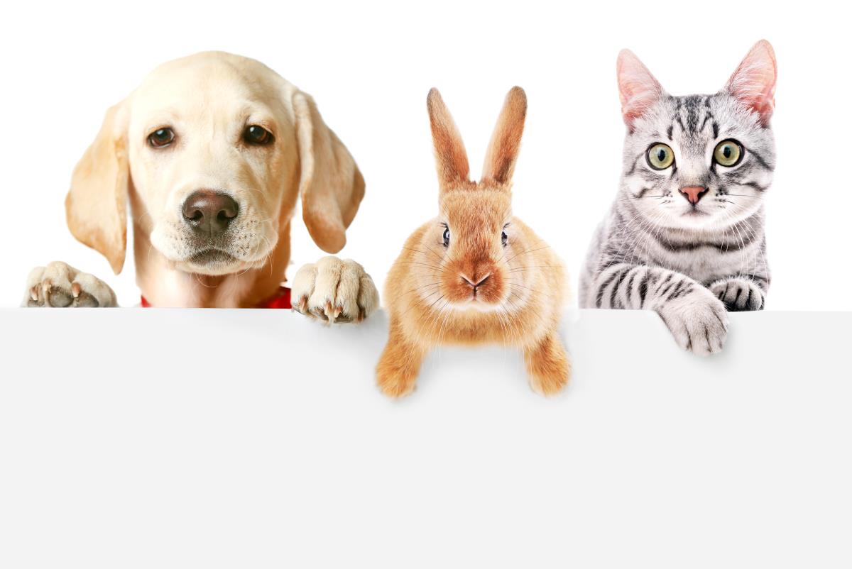labrador rabbit and cat
