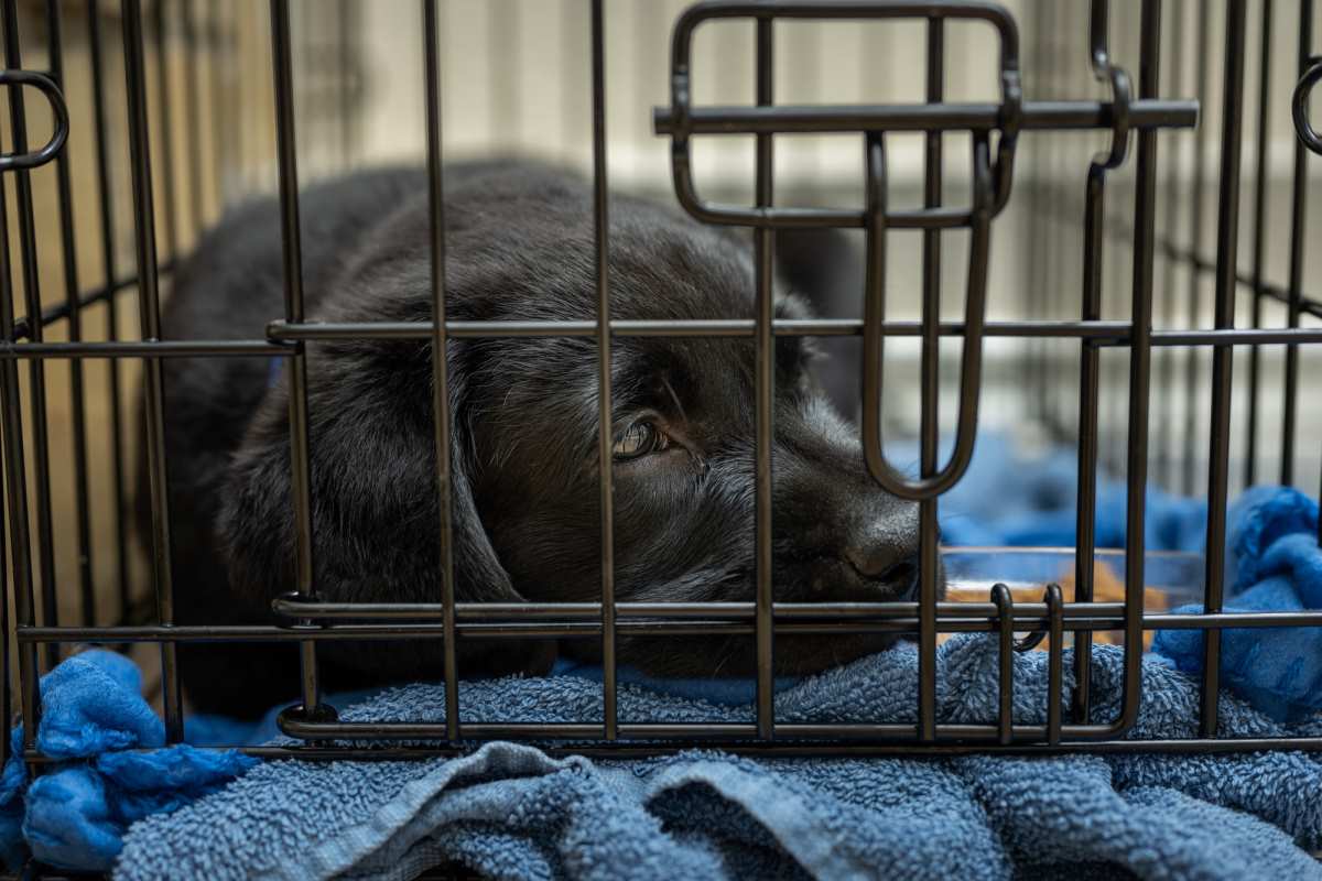 black labrador puppy in crate
