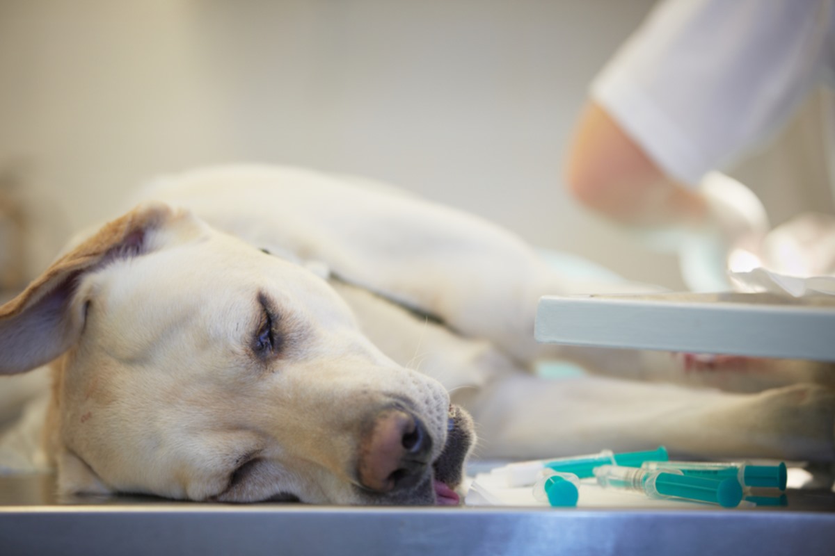 labrador health check