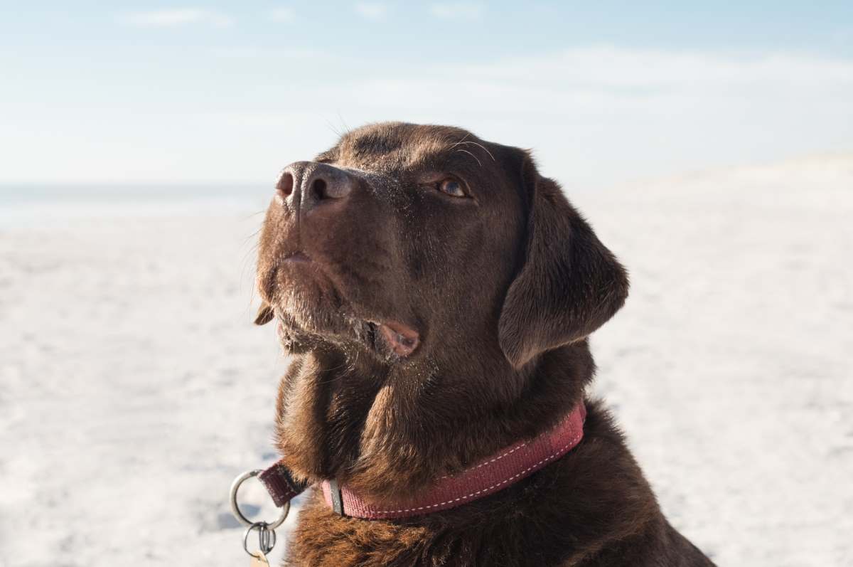 chocolate labrador