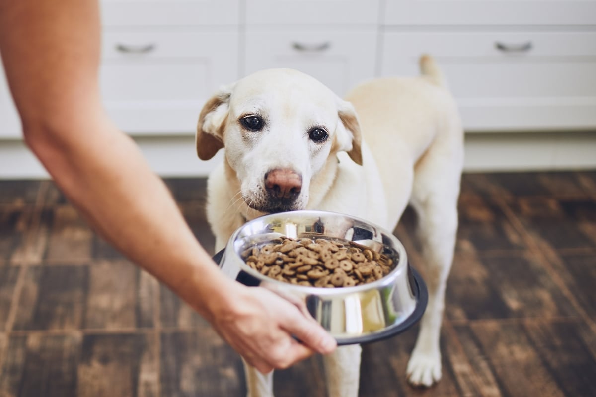 labrador eat to death
