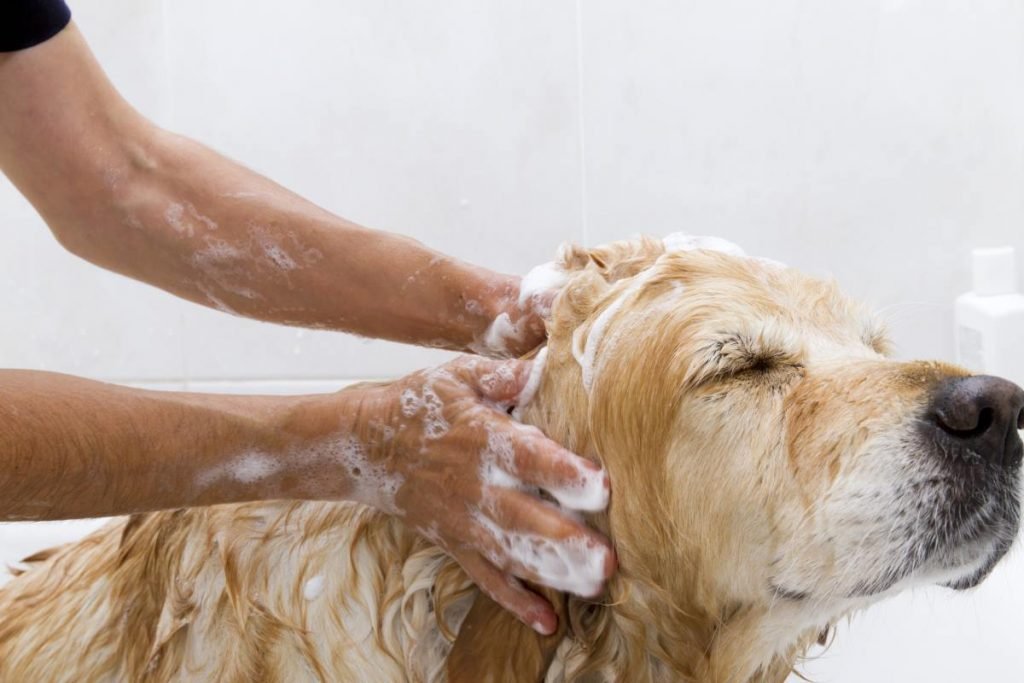 labrador bathing 