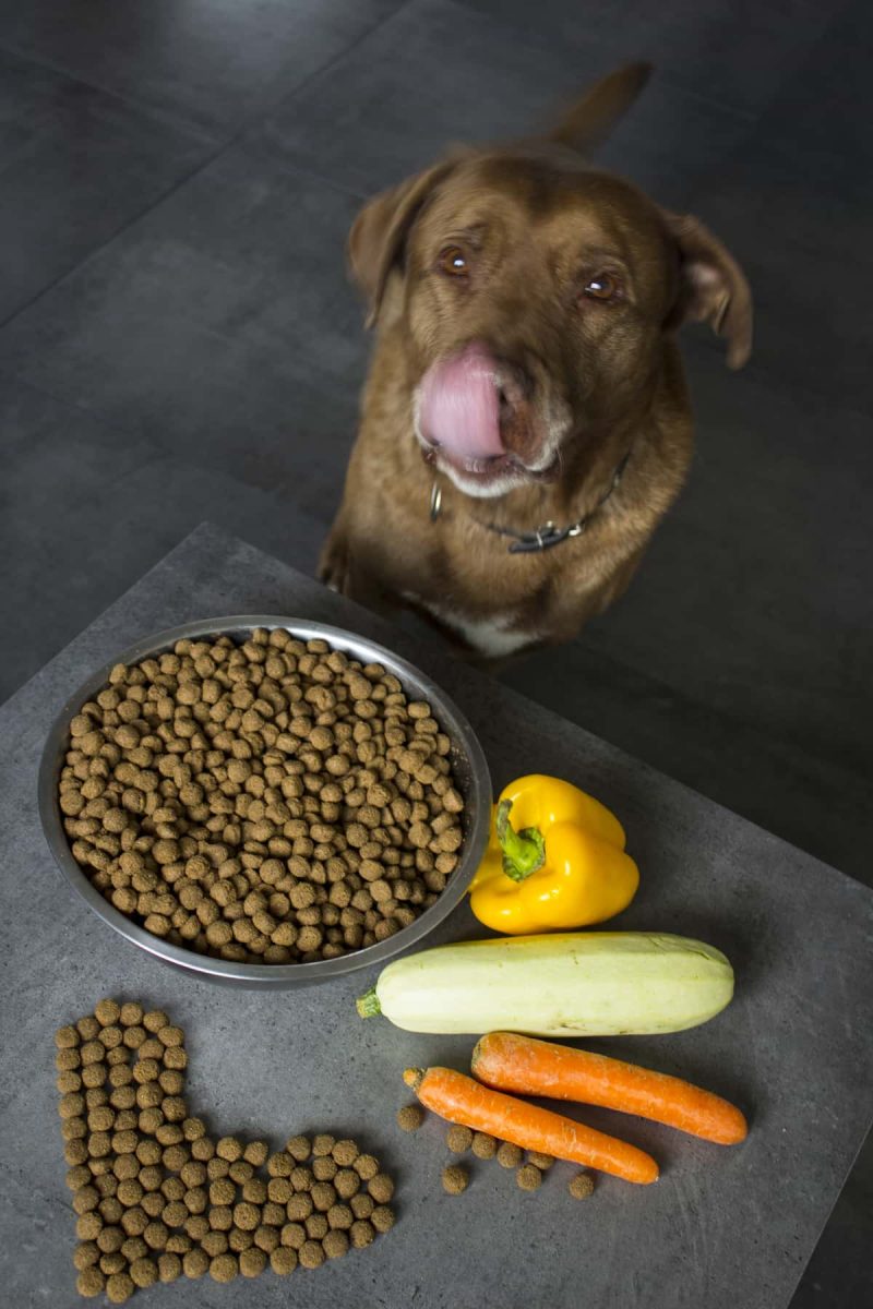 what to feed a labrador