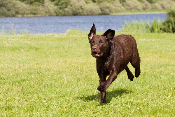 brown labrador running