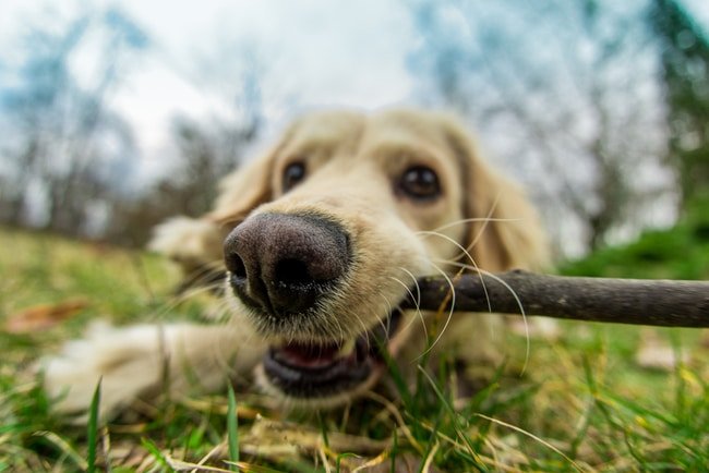labrador eating stick