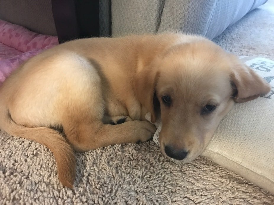 molly puppy