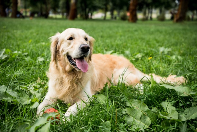 golden retriever laying down