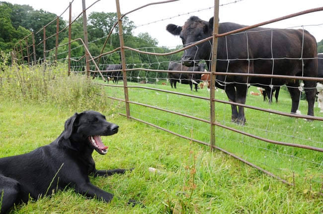 lab near the fence