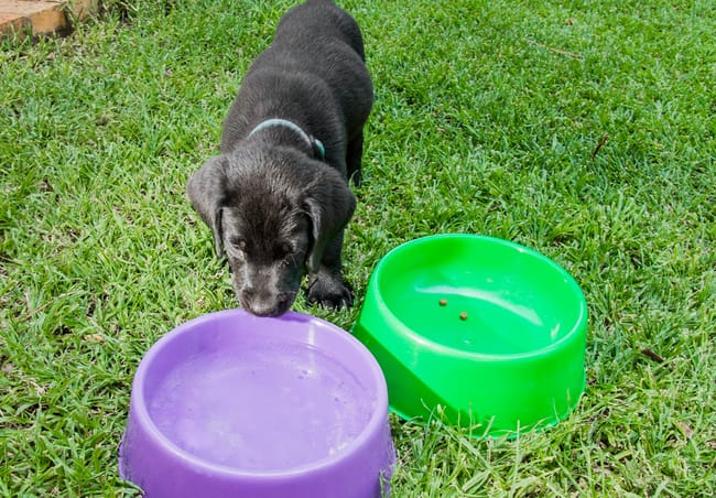 lab puppy drinking