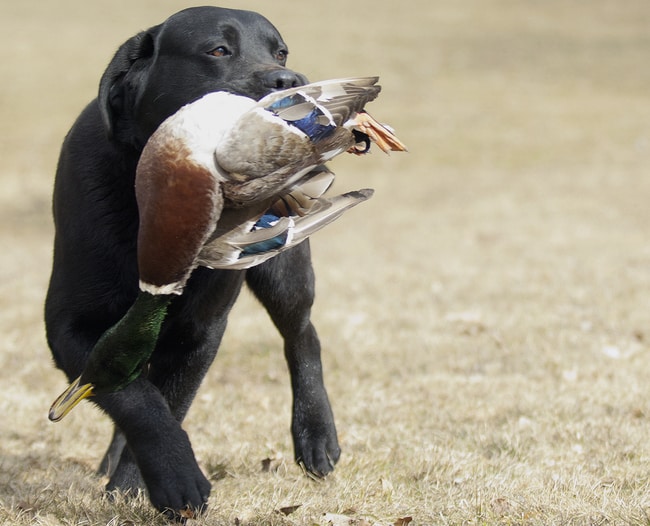 labrador duck hunting