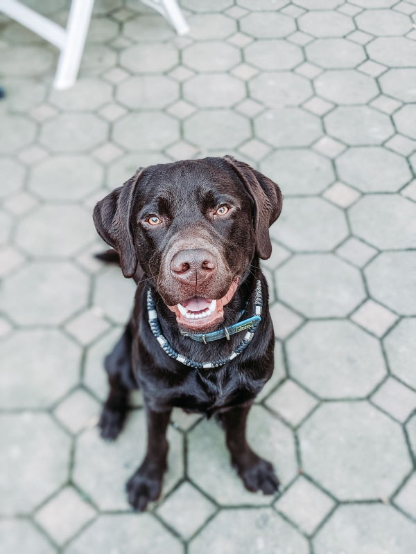 brown labrador