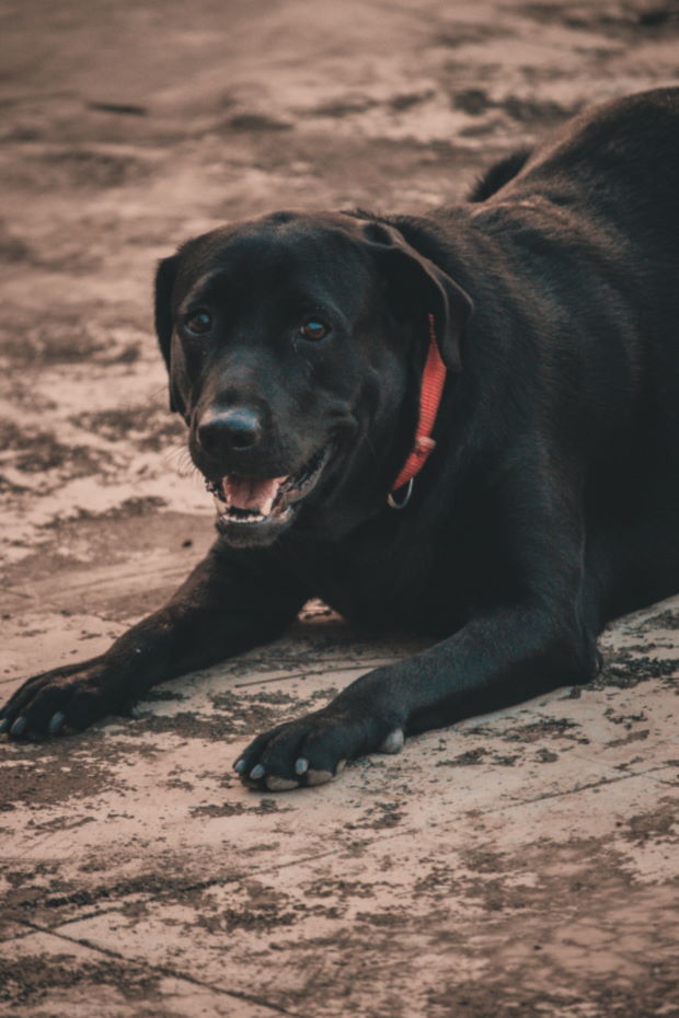 Training Your Labrador To Hunt Deer