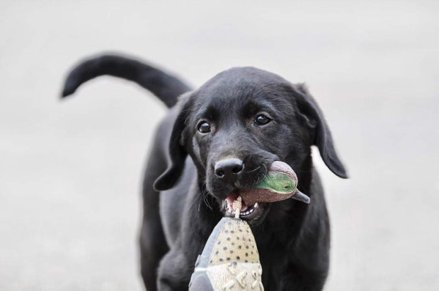 black lab with bird stuff toy in its mouth
