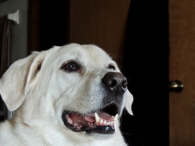 How labradors defend themselves
