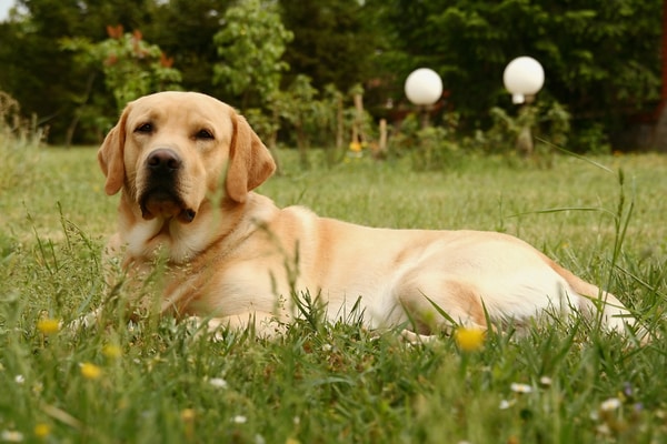 labrador ran after a rabbit