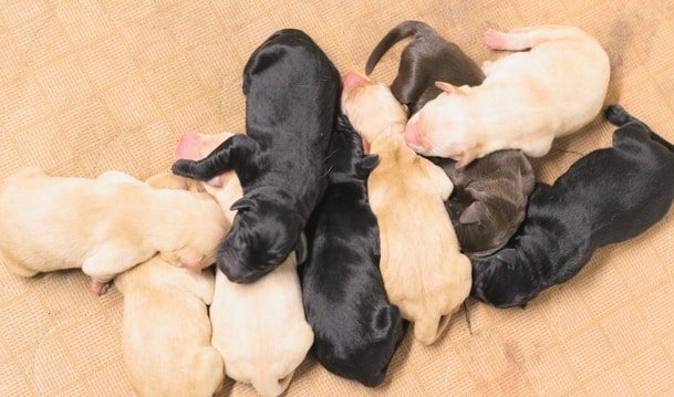 Labrador average litter size