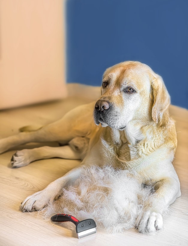 lab shedding