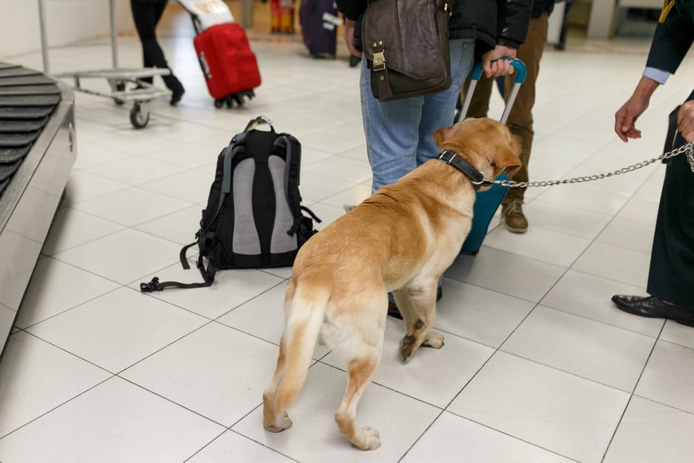 detection dog