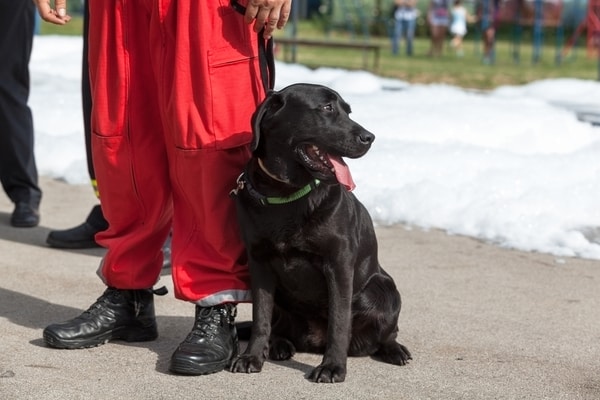 rescue dog