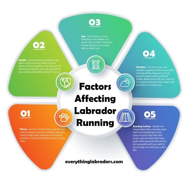 labrador running infographic