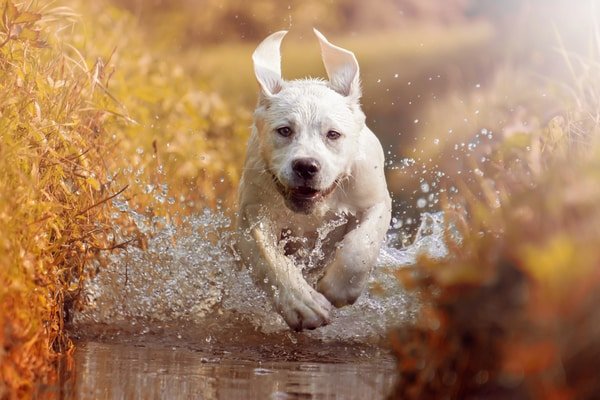 labrador running