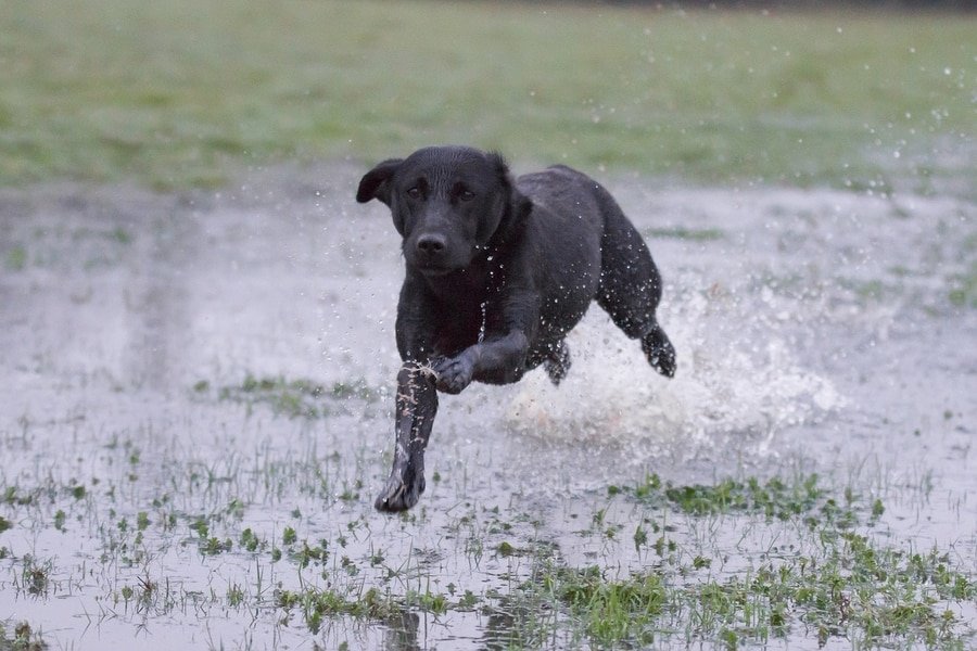 black labrador running