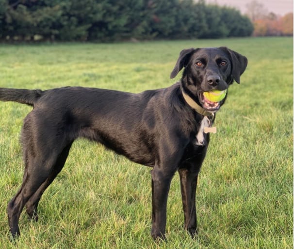 kelpador chewing a ball