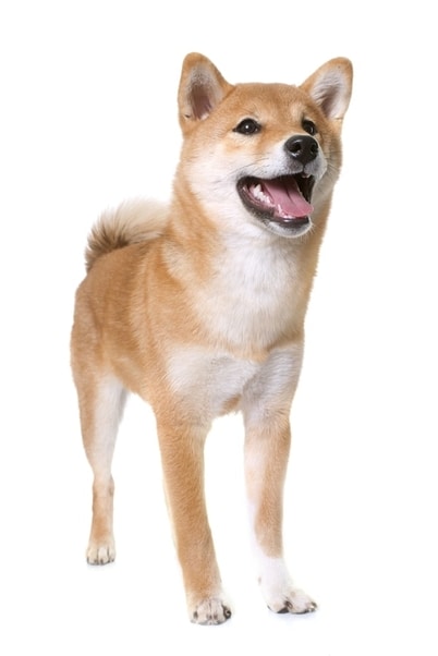 pure bred shiba